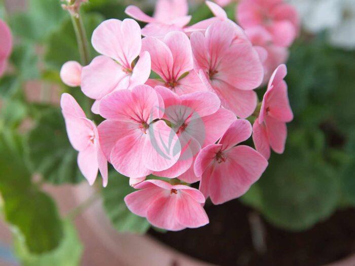 pelargonium maroc