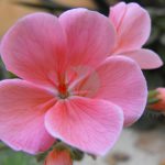 pelargonium maroc clorofila