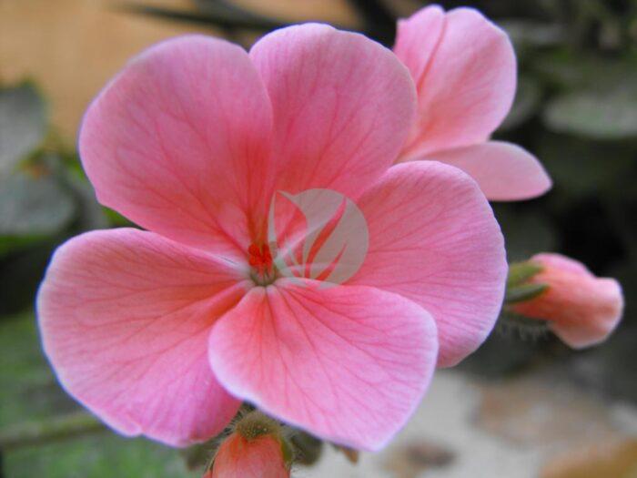 pelargonium maroc clorofila