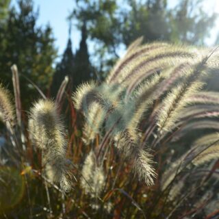 pennisetum-2768816_1280-1.jpg