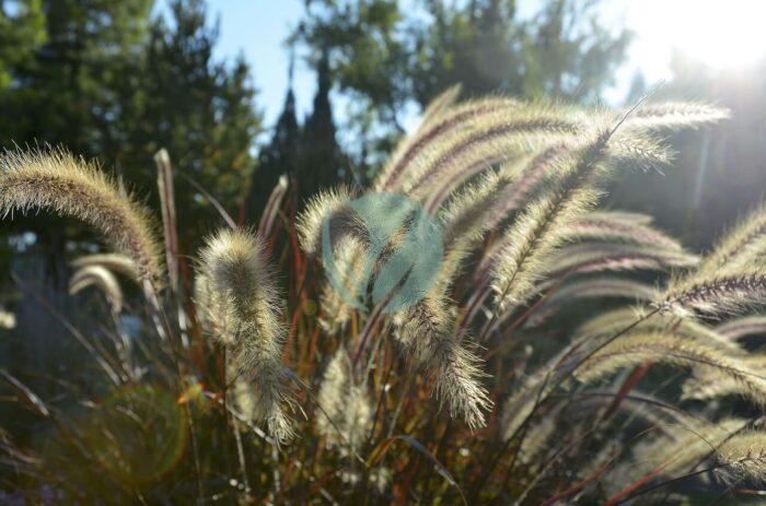 pennisetum