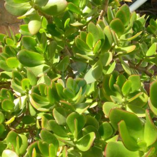 penny-tree-leaves-scaled-1.jpg