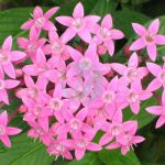 pentas maroc clorofila