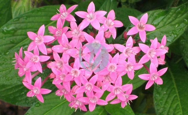 pentas maroc clorofila