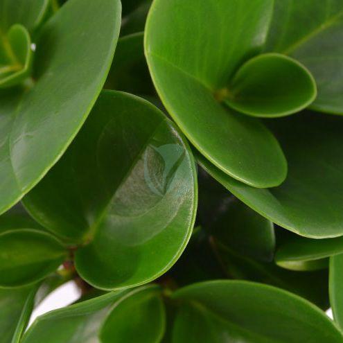peperomia obtusifolia maroc clorofila