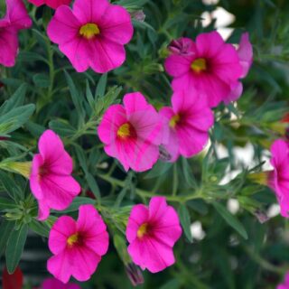 petunia-3707448_1280.jpg