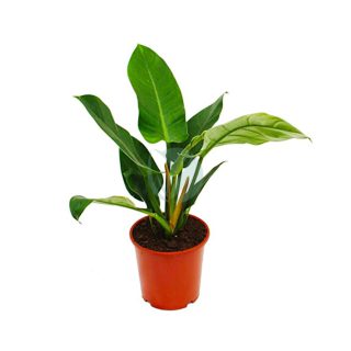 philodendron-imperial-maroc.jpg