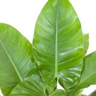 philodendron-imperial-maroc-clorofila.jpeg