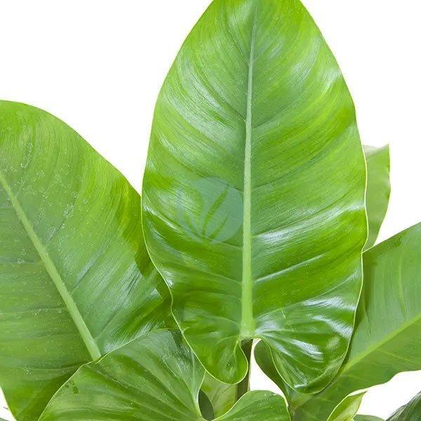 philodendron imperial maroc clorofila