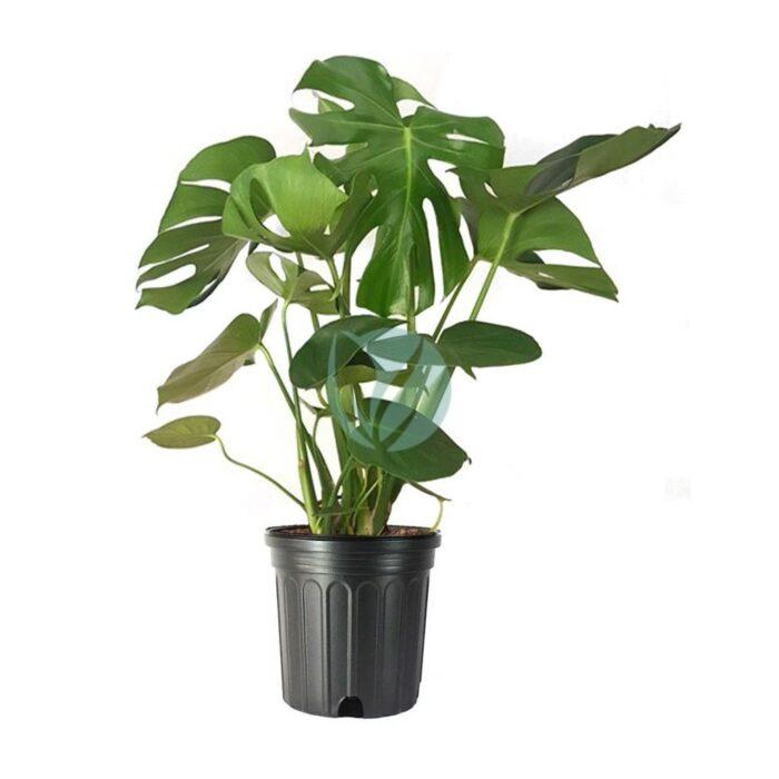 philodendron monstera pertusum maroc clorofila