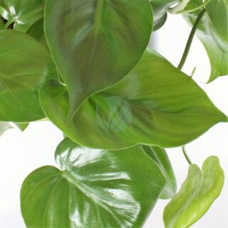 philodendron-scandens-clorofila.jpeg