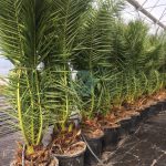 phoenix canariensis maroc clorofila