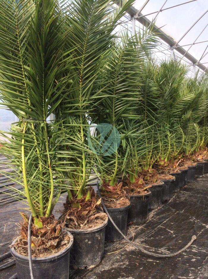 phoenix canariensis maroc clorofila