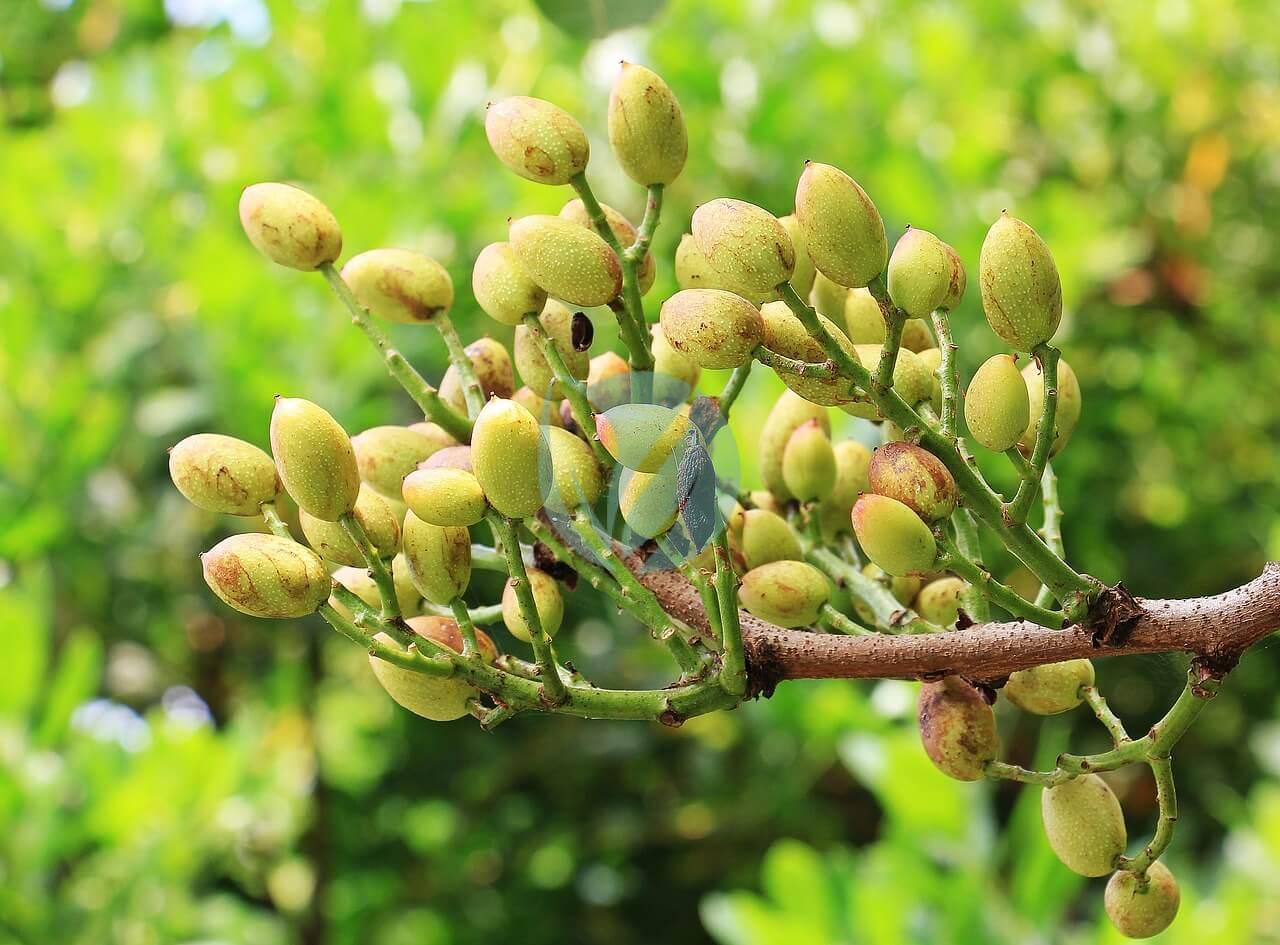 Arbres fruitiers au Maroc - Vente et Livraison a casablanca, rabat