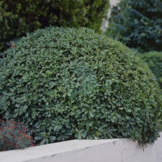 pittosporum-tobira-boule.jpeg