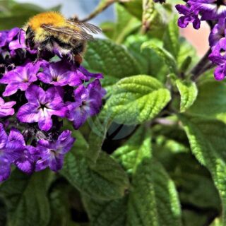 plant-4364750_1280.jpg