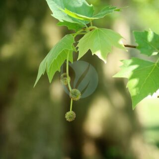 platanus-3382539_1280.jpg