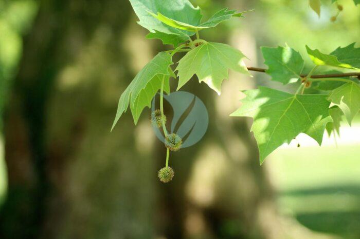 platanus