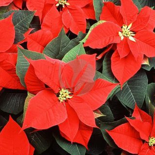 poinsettia-flowers-red-christmas-decoration-holiday-plant-season-traditional.jpg