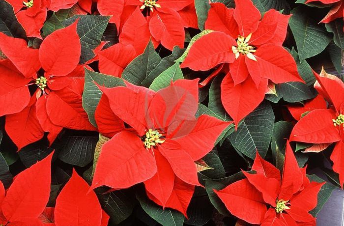 poinsettia flowers red christmas decoration holiday plant season traditional
