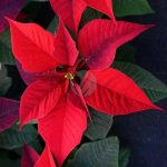 poinsettia red blossom bloom plant flower