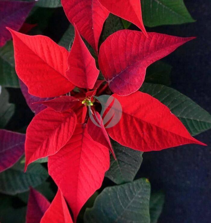 poinsettia red blossom bloom plant flower