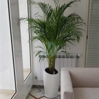 pot-bisaute-plante-maroc-clorofila-p-15.jpeg