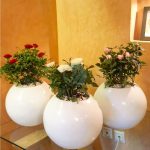 pot boule petit plante maroc clorofila p