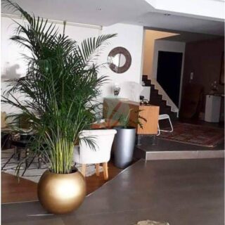 pot boule plante maroc clorofila p