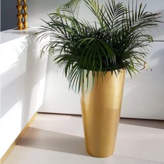 pot conique plante maroc clorofila p