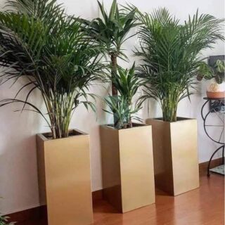 pot cubique plante maroc clorofila p