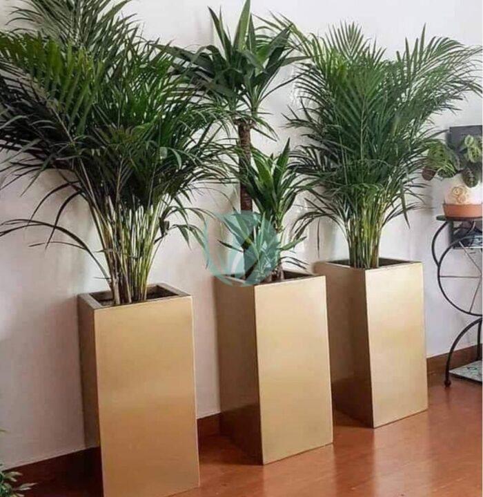 pot cubique plante maroc clorofila p