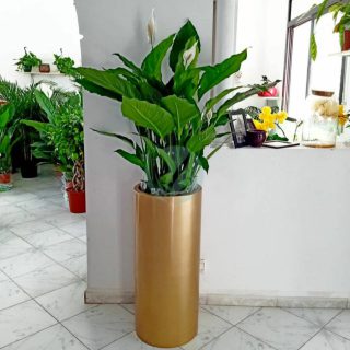 pot-cylindrique-plante-maroc-clorofila-p-20.jpeg