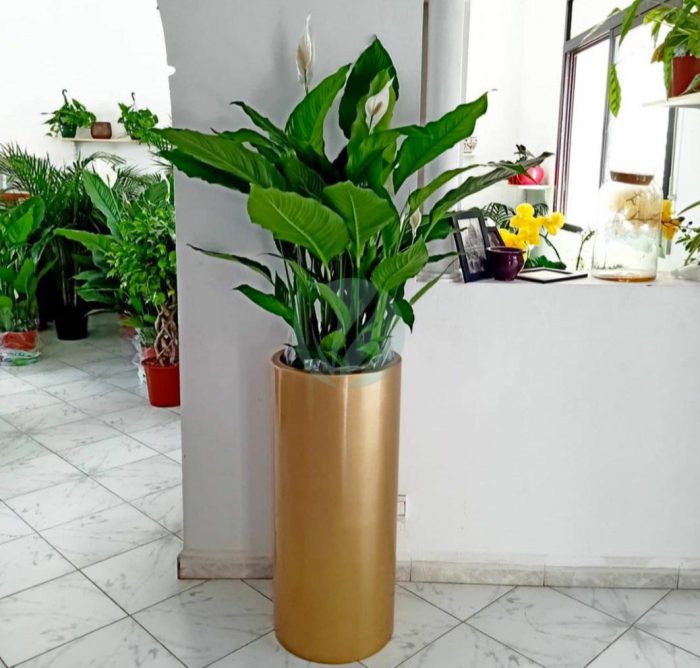 pot cylindrique plante maroc clorofila p
