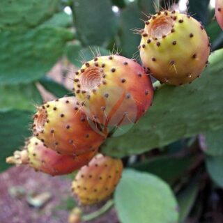 prickly-pears-2663130_1280-1.jpg