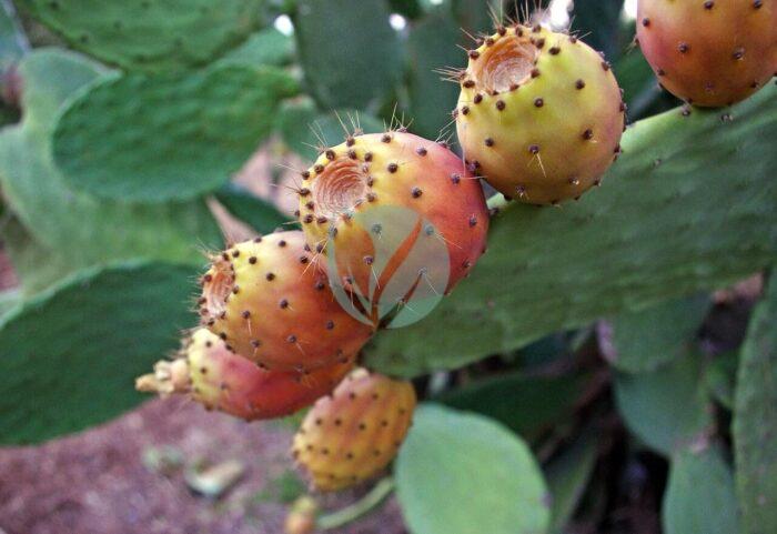 prickly pears