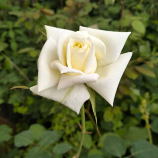 rosier-blanc