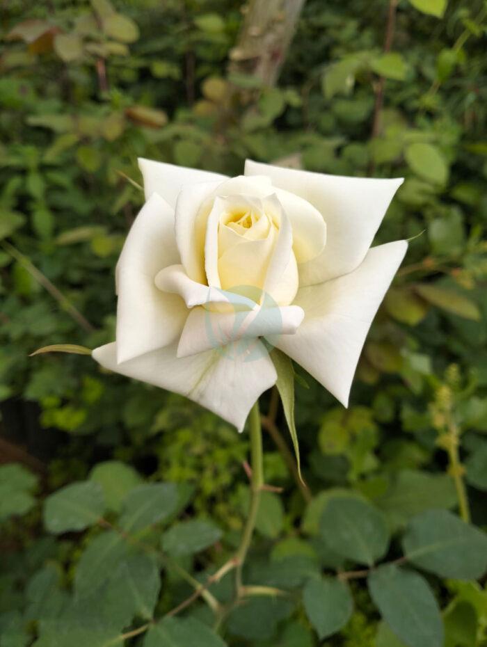Rosier – Image 2