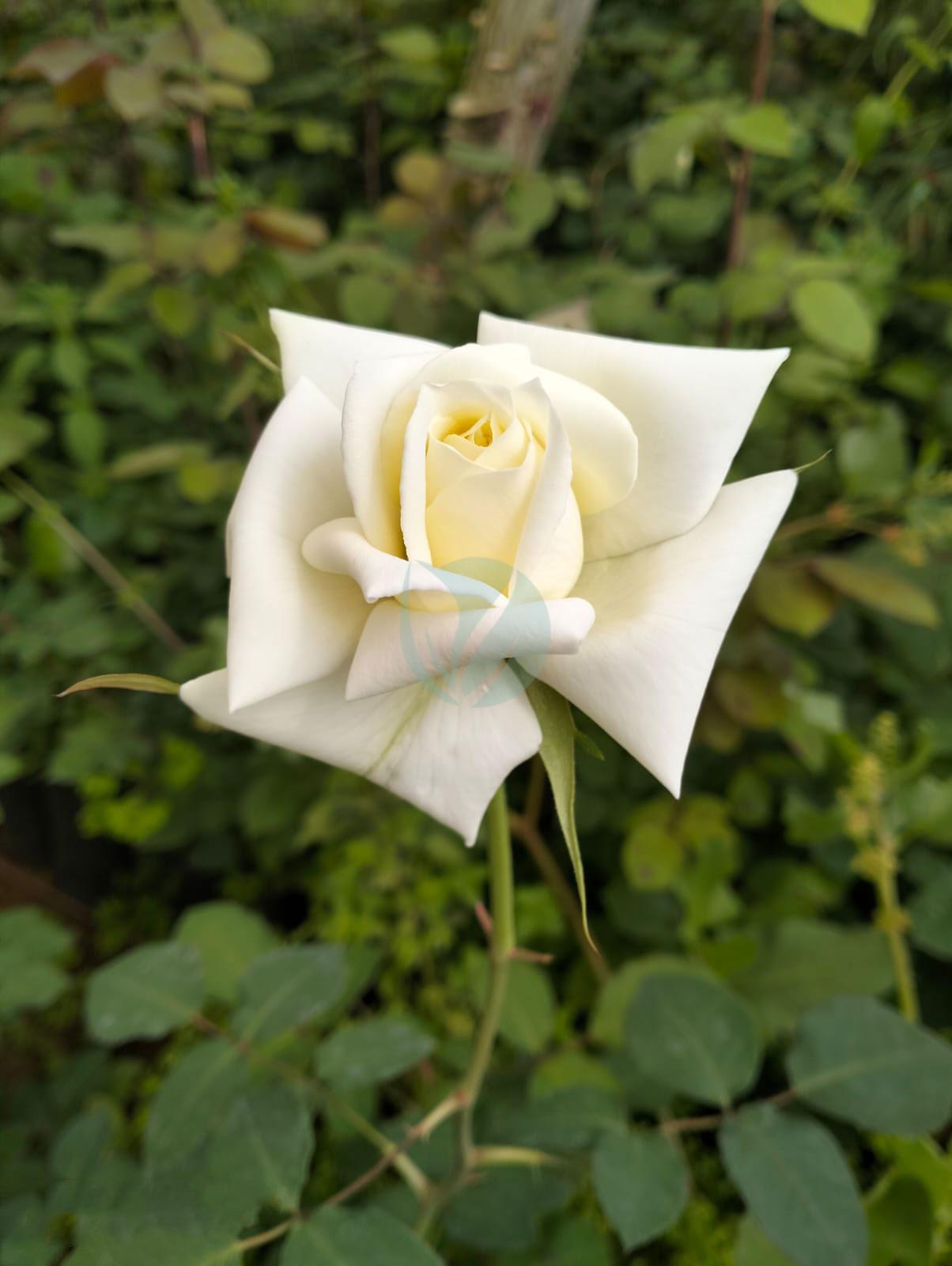 Rosier – Image 2