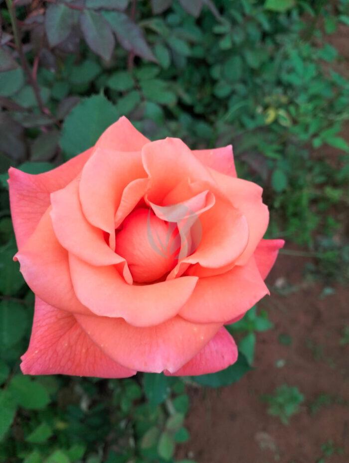 Rosier – Image 3