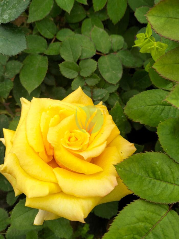 Rosier – Image 4