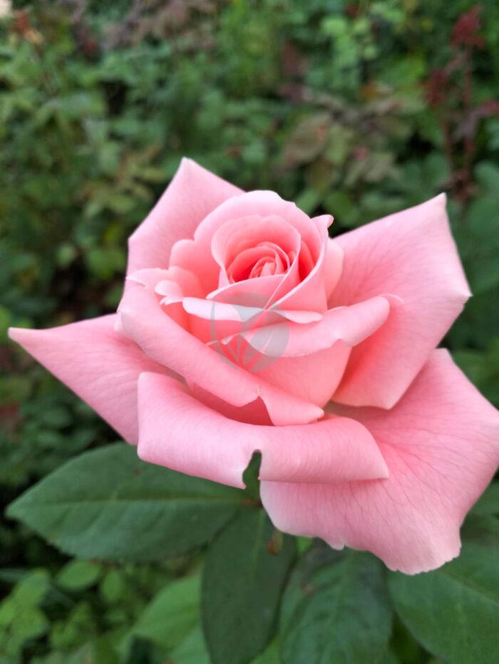 Rosier – Image 5