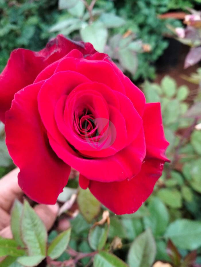 Rosier – Image 6