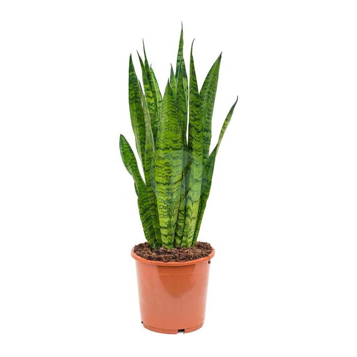 Sanseveria zaylanica laurentii