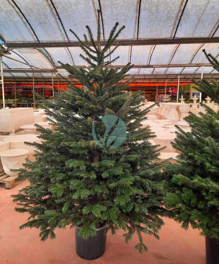 sapin de noel