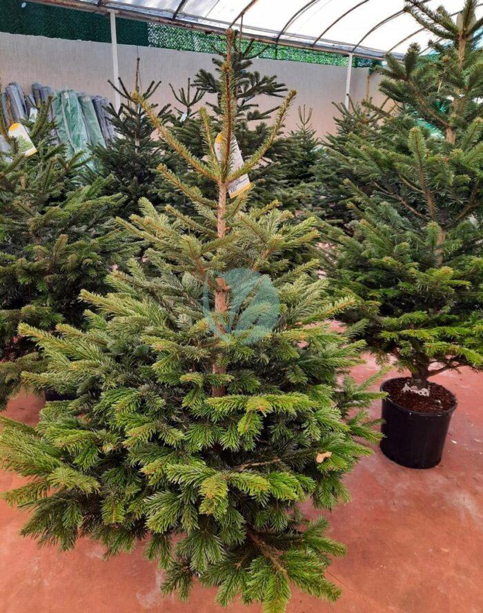 sapin de noel maroc a vendre