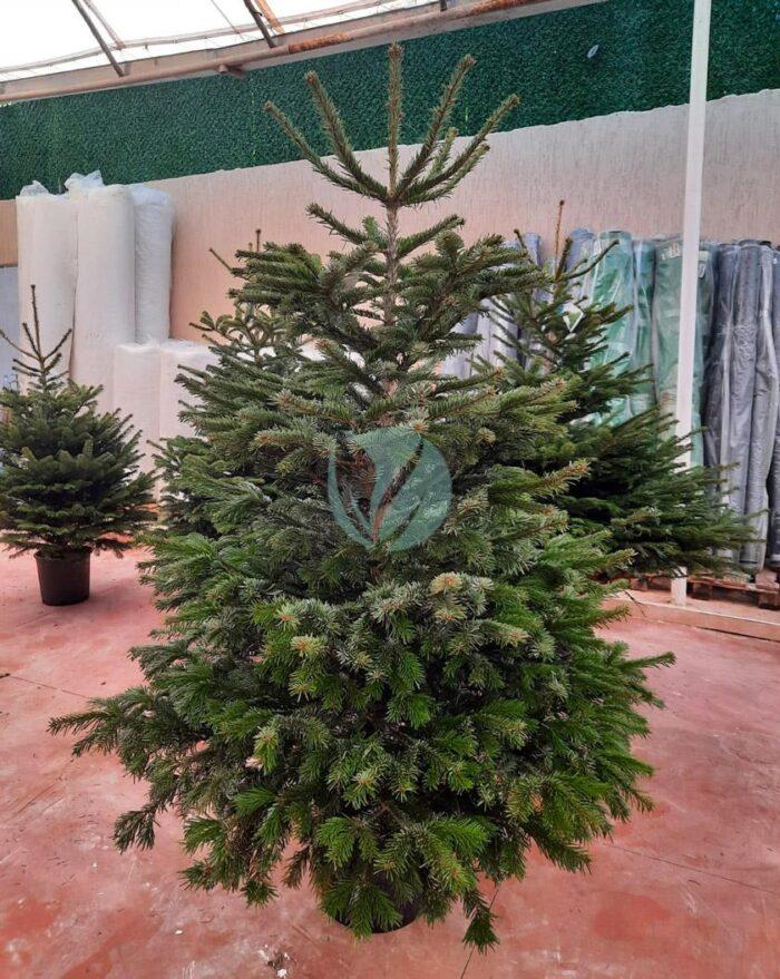 sapin de noel maroc sapin nordmann