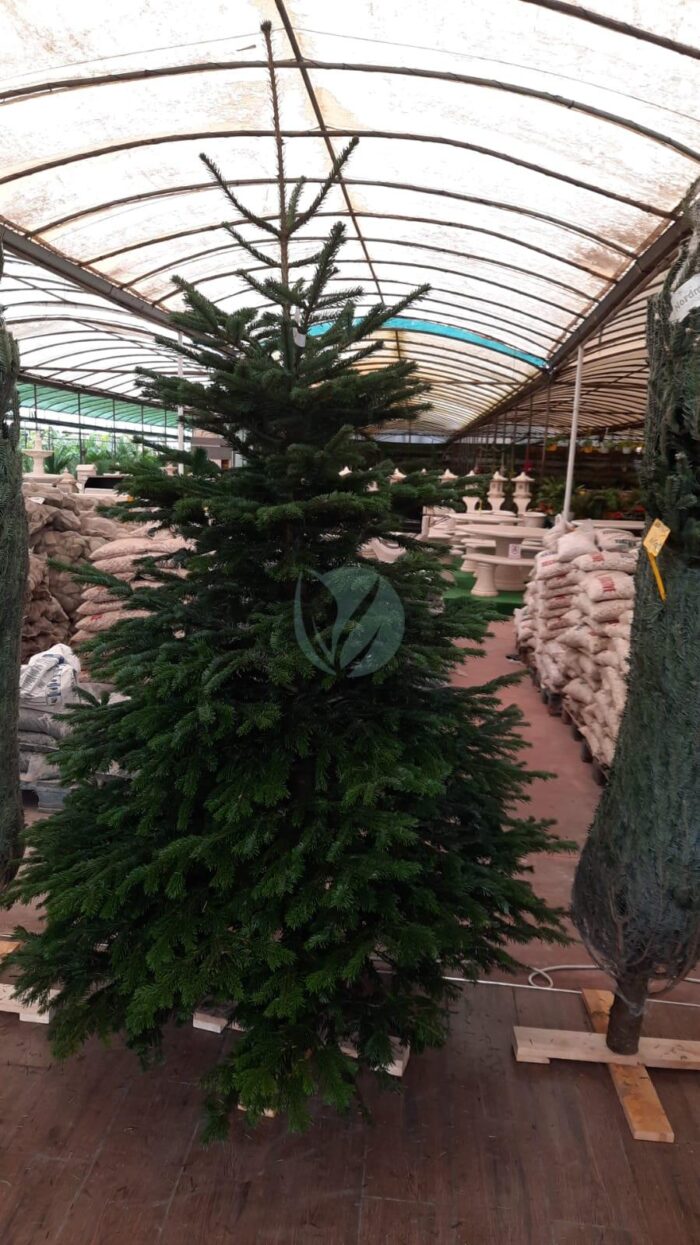 livraison sapin