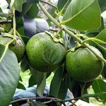 sapotier noir diospyros digyna maroc clorofila