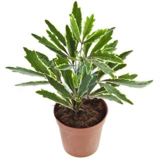 schefflera-elegantissima-maroc.jpeg